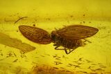 Fossil Moth fly (Psychodidiae) & Ant (Formicidae) In Baltic Amber #142235-1